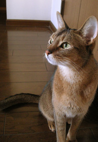 猫「こりゃ酷い」
