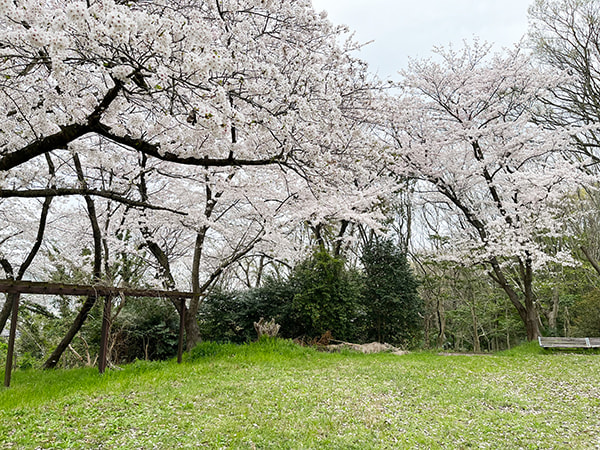 桜満開