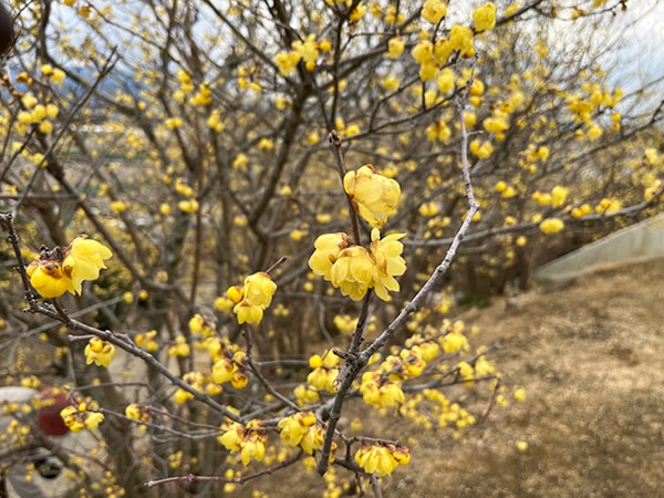 蝋梅の花