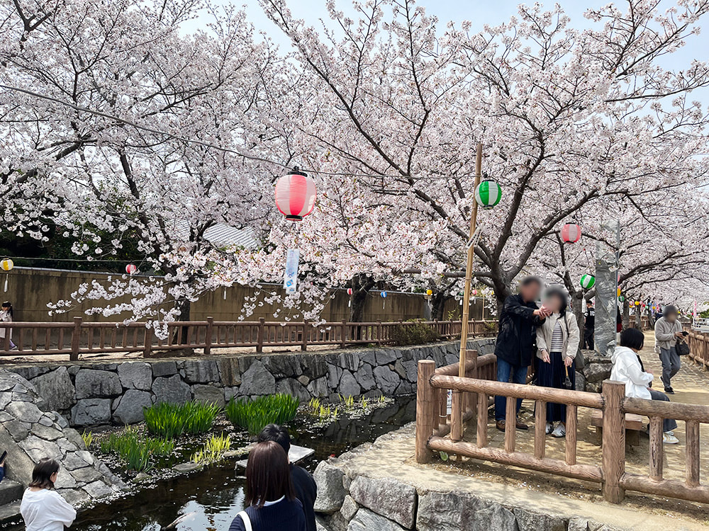 桜と水路