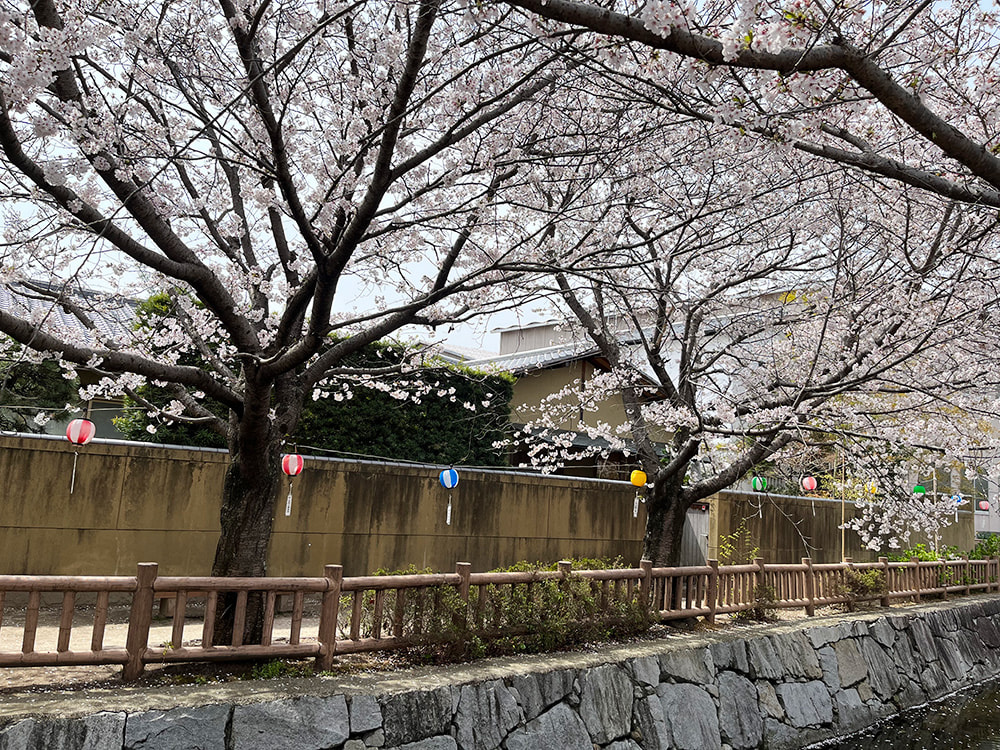 桜