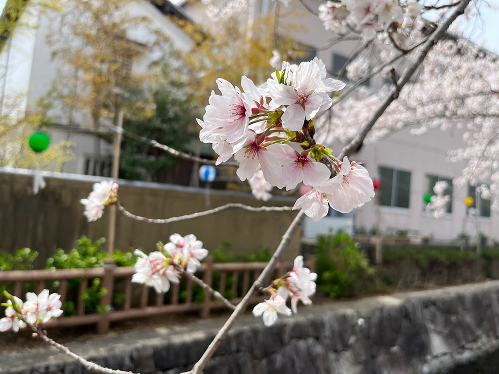 桜アップ