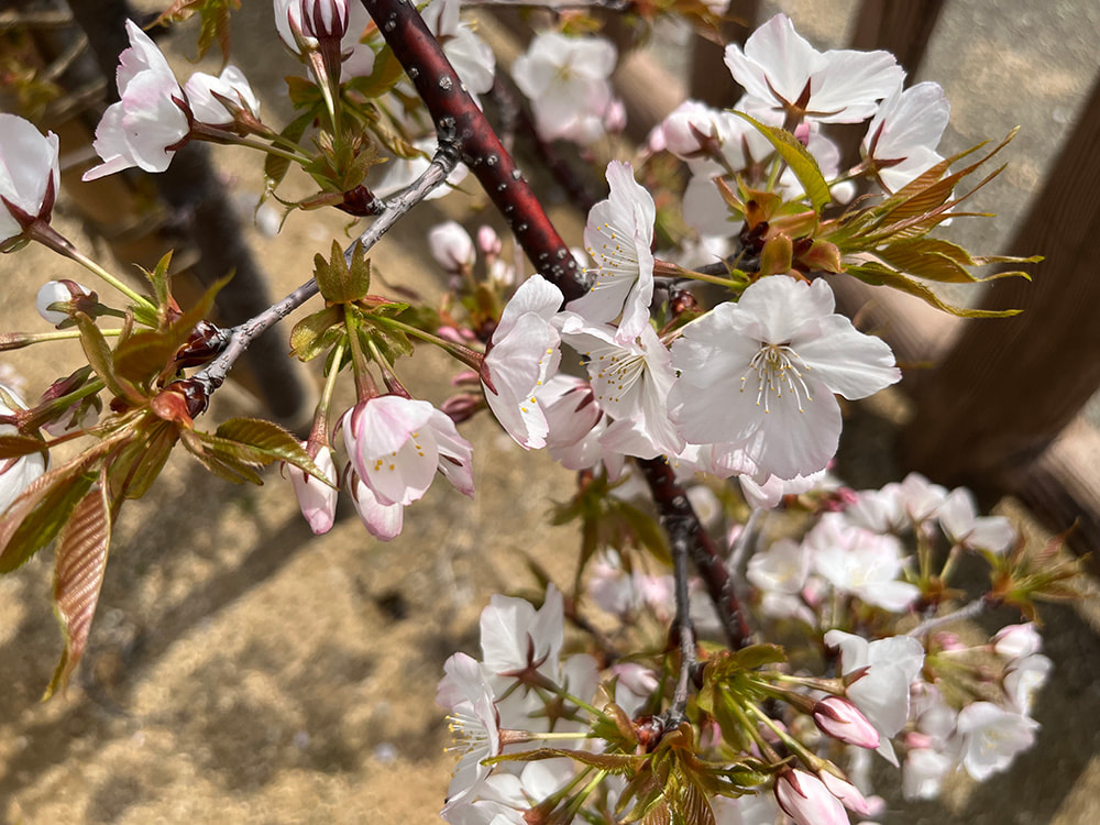 桜アップその2