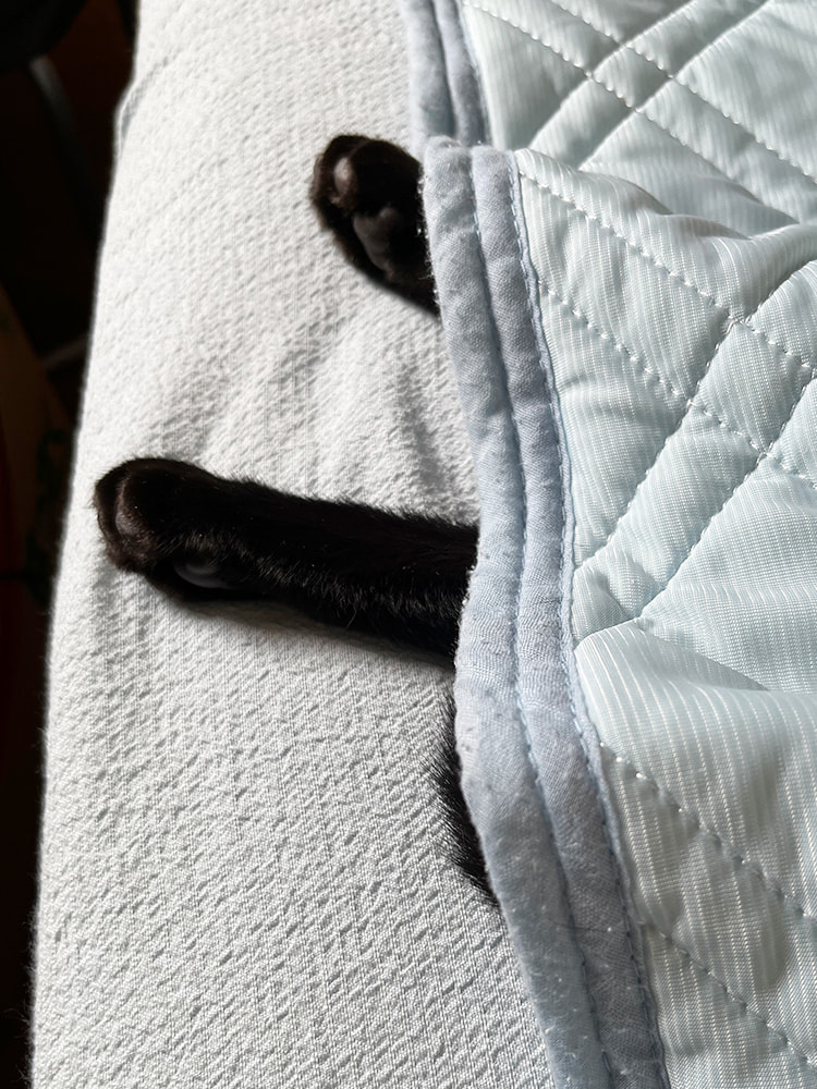 猫の足