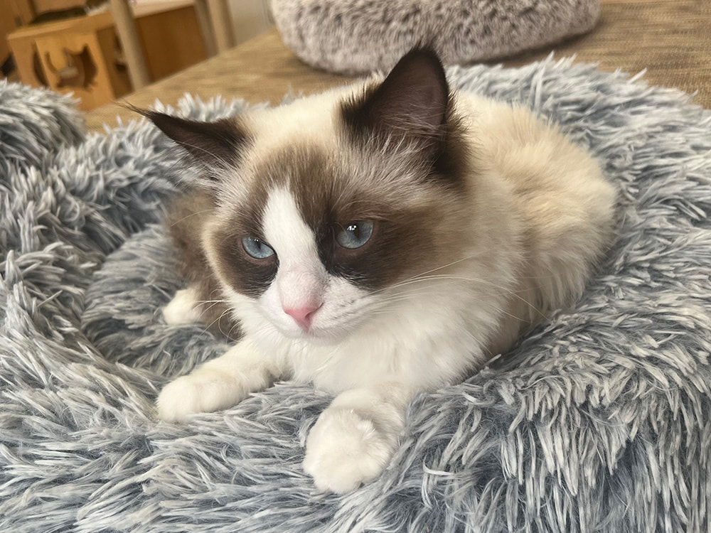 猫