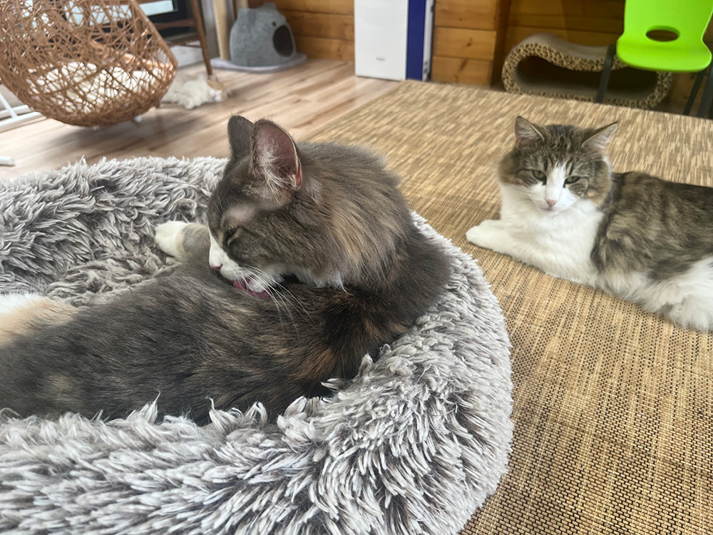 猫たち