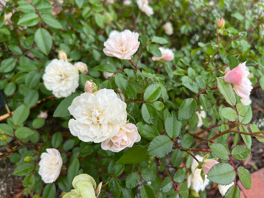 白い小さな薔薇