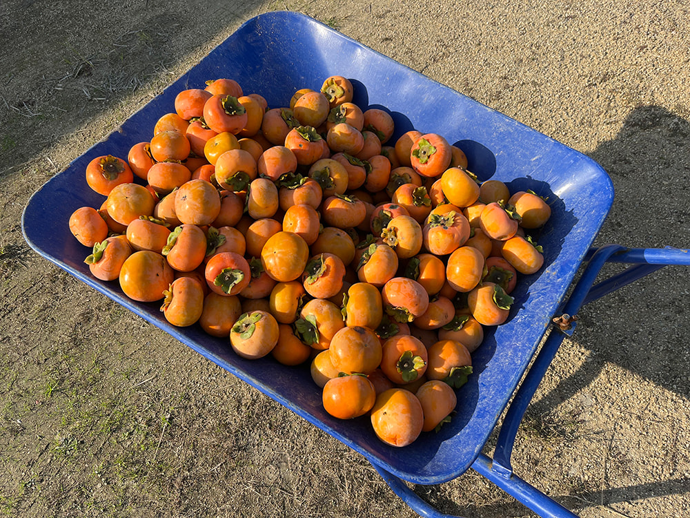 一輪車いっぱいの甘柿